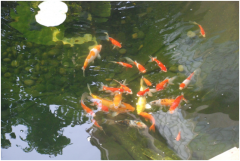 <b>景觀魚池設(shè)計(jì)注意事項(xiàng)及設(shè)計(jì)要點(diǎn)？</b>