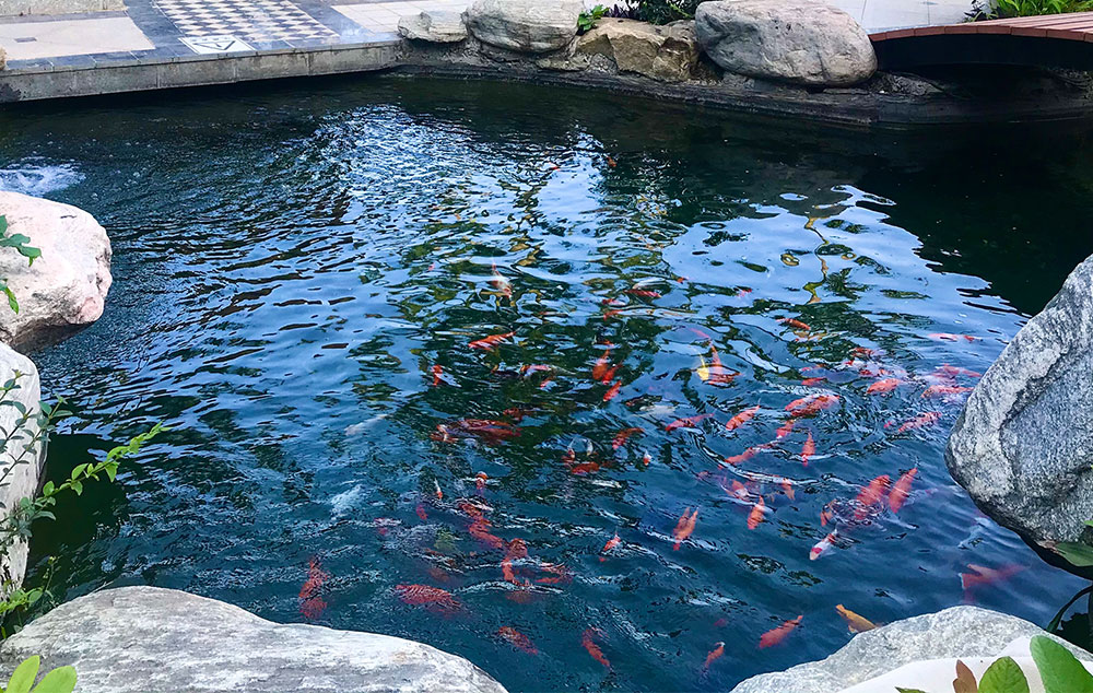 酒店景觀魚池的水質(zhì)該如何處理？